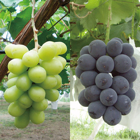 高田さん達の訳あり種なしぶどう詰め合わせ　９月中旬頃ー１０月中旬頃お届け