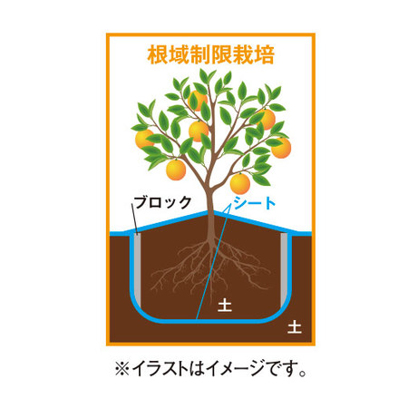 祐徳みかん２キロ　９月下旬頃―１０月下旬頃お届け