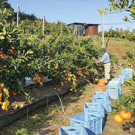 祐徳みかん４キロ　９月下旬頃―１０月下旬頃お届け