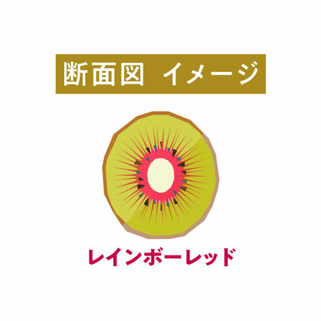 レインボーレッドキウイ　１０月上旬頃ー１１月中旬頃お届け