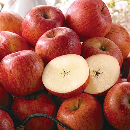 訳あり長野県産越冬サンふじ　２０２６年１月上旬頃ー１月下旬頃お届け