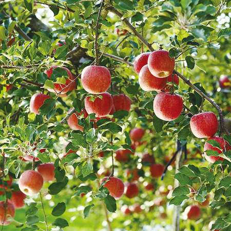山形県産訳あり小玉りんご１０キロ　１０月下旬頃ー１２月下旬頃お届け