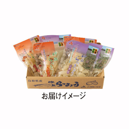 鳥取県産砂丘らっきょう　4月上旬頃ー4月下旬頃お届け