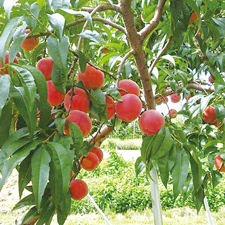 ★ワッサー　２０２６年７月中旬頃ー８月下旬頃お届け