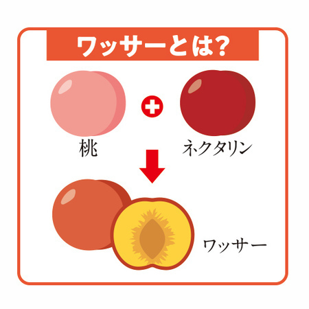 ★ワッサー　２０２６年７月中旬頃ー８月下旬頃お届け