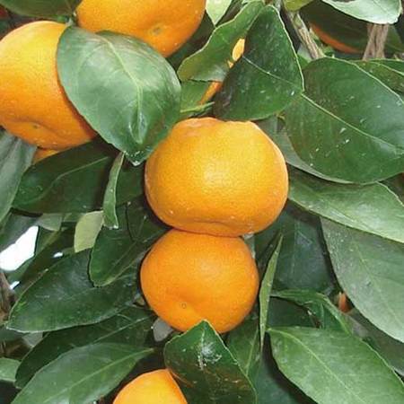 山北ハウスみかん　６月上旬頃ー７月下旬頃お届け