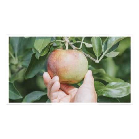 ブラベリーファーム　りんごジュース　４月上旬頃ー６月下旬頃お届け