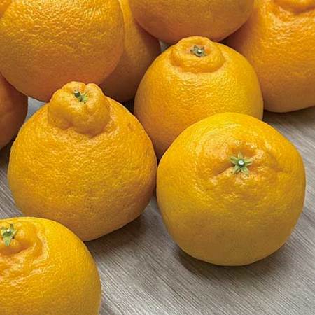 香川県産貯蔵デコポン　４月中旬頃ー５月中旬頃お届け