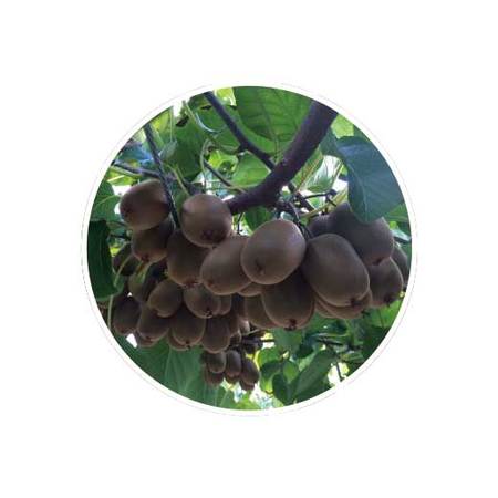 さぬきキウイっこ　１１月中旬頃ー１２月中旬頃お届け