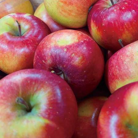 安祈世　１２月上旬頃ー１２月下旬頃お届け