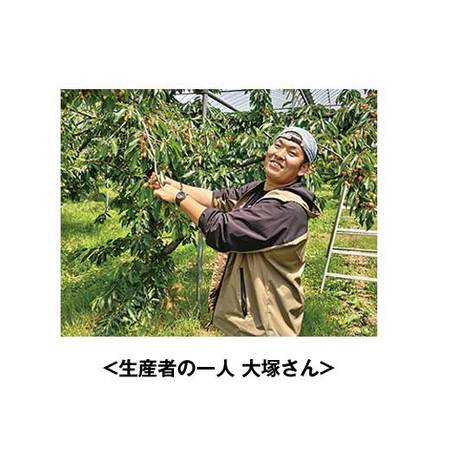 ご家庭用北海道仁木のさくらんぼ　６月下旬頃ー７月下旬頃お届け