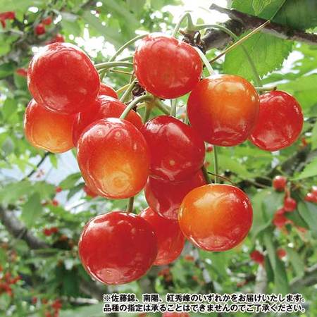 ご家庭用北海道仁木のさくらんぼ　６月下旬頃ー７月下旬頃お届け