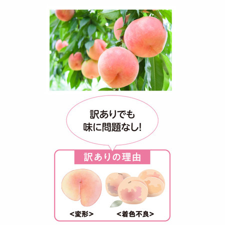 訳あり山形県産白桃１.８キロ　８月上旬頃ー９月上旬頃お届け