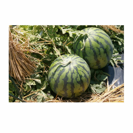 ご家庭用山形県産ピノガール　７月中旬頃ー８月上旬頃お届け