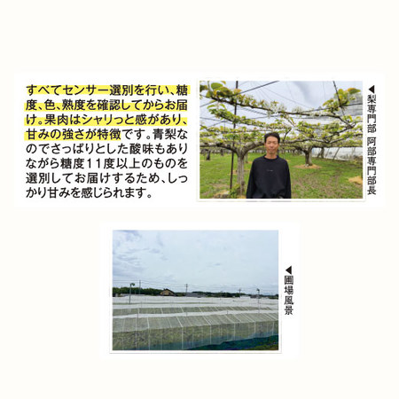 木村さんおすすめ！糖度保証甘太梨　９月中旬頃ー１０月中旬頃お届け