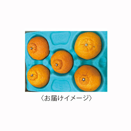 訳あり露地大将季　２０２７年３月上旬頃ー４月上旬頃お届け
