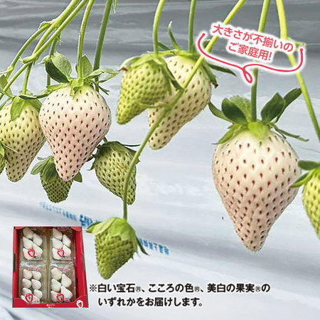 ご家庭用！まぼろしの白いちご　２０２７年１月下旬頃ー３月下旬頃お届け