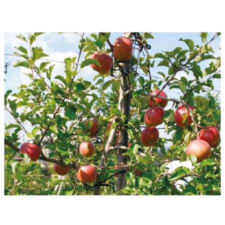 ≪お歳暮ギフト≫青森県産蜜入りサンふじりんご５ＫＧ【１１月下旬―１２月下旬お届け】