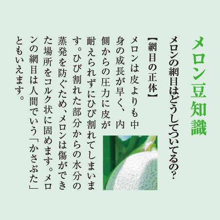 夕張メロン２玉（２．６ｋｇ）優品　7月上旬―7月下旬お届け