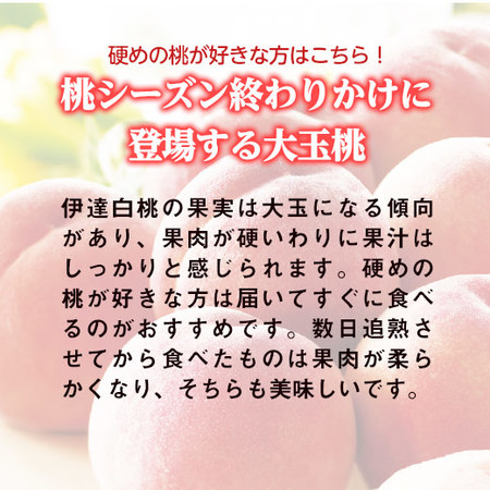 長野県産　伊達白桃２．５ｋｇ　８月下旬―９月下旬お届け