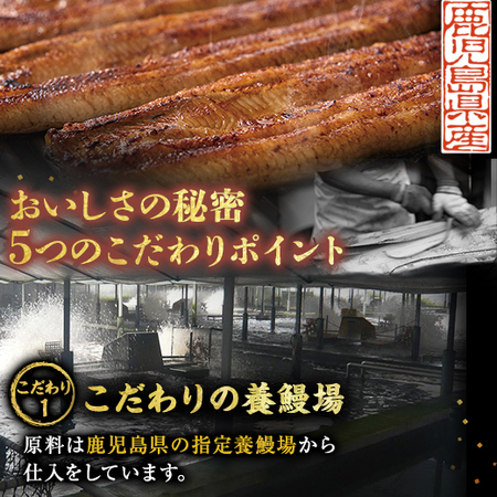 鹿児島県産こだわりうなぎ蒲焼１尾　【丑の日お届け】