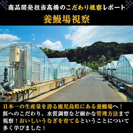 メガサイズ！鹿児島県産こだわりうなぎ蒲焼１尾　【10日前後お届け】