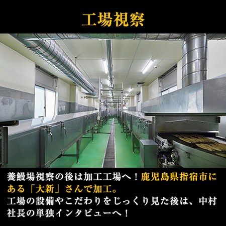 メガサイズ！鹿児島県産こだわりうなぎ蒲焼１尾　【10日前後お届け】