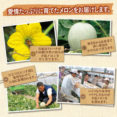 夕張メロン２玉（４．０ｋｇ前後）良品　６月下旬－７月下旬お届け