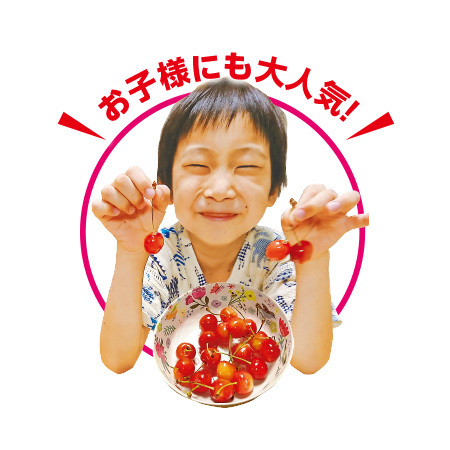 さくらんぼ職人の佐藤錦　秀品　３５０ｇ前後　６月上旬－７月上旬お届け