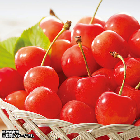 さくらんぼ職人の佐藤錦　秀品　３５０ｇ前後　６月上旬－７月上旬お届け