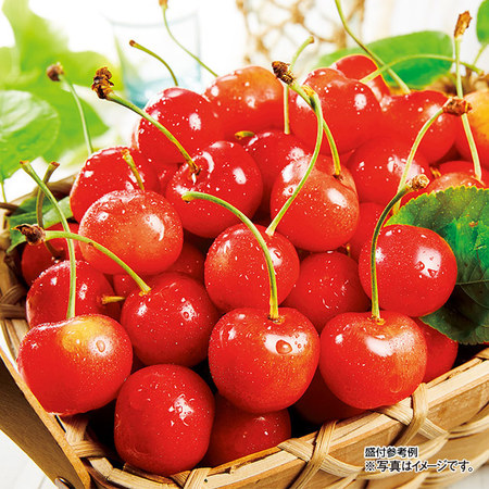 さくらんぼ職人の紅秀峰　７００ｇ前後　６月上旬－７月中旬お届け