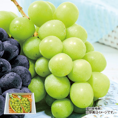 長野県産　シャインマスカット　計１．０ｋｇ前後　９月中旬－１０月下旬お届け