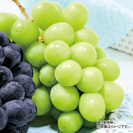 長野県産　シャインマスカット　計２．０ｋｇ前後　９月中旬－１０月下旬お届け