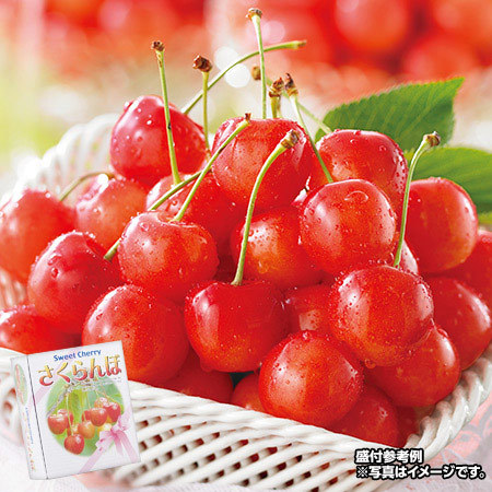 北海道のさくらんぼ　紅秀峰　５００ｇ前後　７月中旬－７月下旬お届け