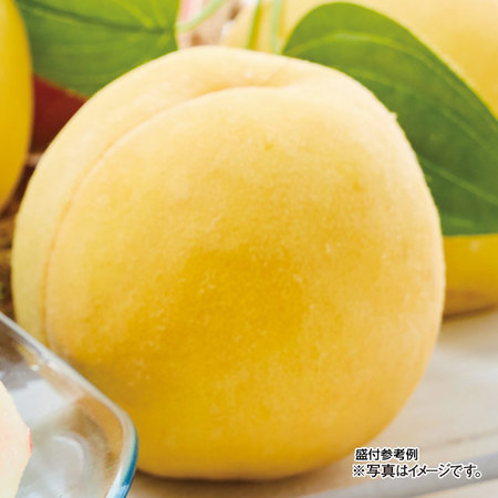 山形県産のおいしい黄色い桃　２．０ｋｇ前後　８月下旬－１０月上旬お届け