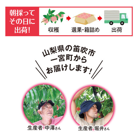 桃職人が作った朝採り桃　３．０ｋｇ前後　７月中旬－７月下旬お届け