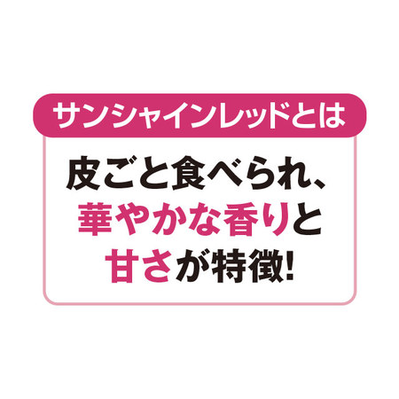 山梨県産サンシャインレッド　１房　４００ｇ前後　８月中旬－９月下旬お届け