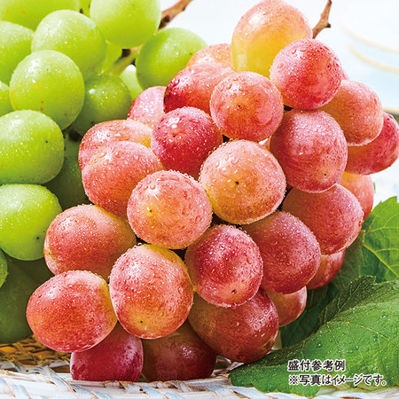 山梨県産サンシャインレッド　２房　８００ｇ前後　８月中旬－９月下旬お届け