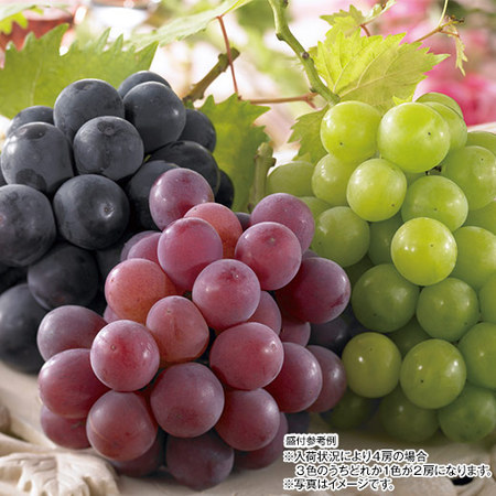ご自宅用山形県産ぶどう詰合せ　計２．０ｋｇ前後　９月上旬－１０月下旬お届け