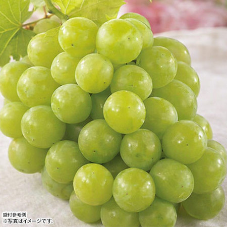 ご自宅用山形県産シャインマスカット　計２．０ｋｇ前後　９月上旬－１０月下旬お届け
