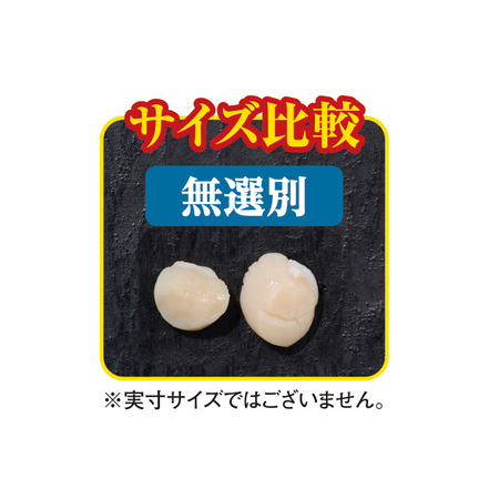 北海道産無選別おさしみほたて　１．６ｋｇ【お届け期間指定可】