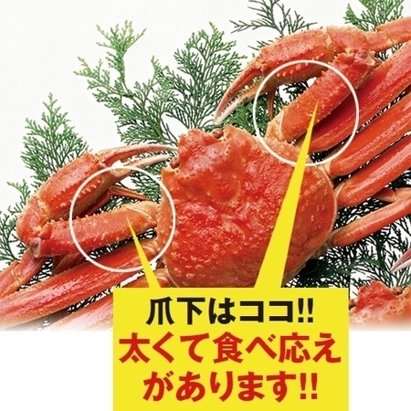 ≪早割★５００円引き　お歳暮ギフト≫生ズワイ爪肉＆爪下ポーション６００ｇ