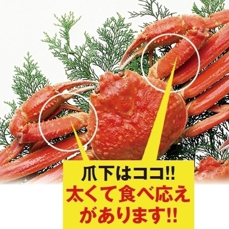 生ズワイガニ爪下ポーション１．８ＫＧ