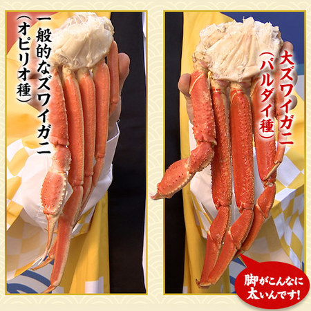 【お歳暮ギフト】希少！大ズワイガニ脚たっぷり３ｋｇ（バルダイ種）