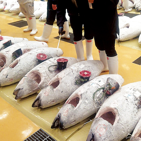 【お歳暮ギフト】三崎直送！２種のマグロ食べ比べセット