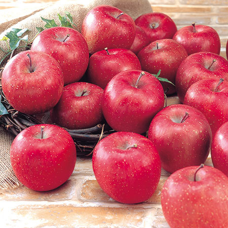 ≪お歳暮ギフト≫白田憲彦作　濃蜜サンふじりんご　１２月中旬より順次出荷