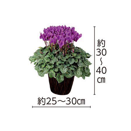 ≪お歳暮ギフト≫シクラメン　セレナ―ディア「アロマブルー」１２月上旬より順次出荷