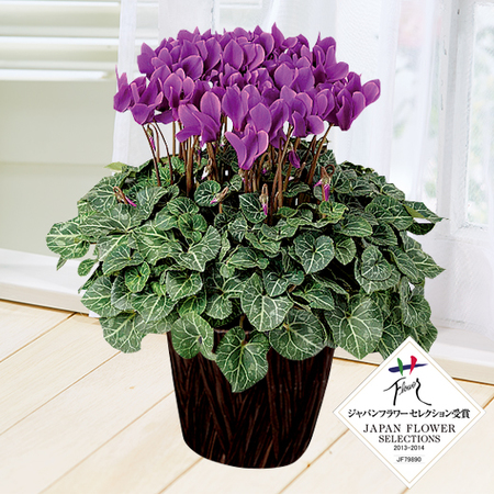 ≪お歳暮ギフト≫シクラメン　セレナ―ディア「アロマブルー」１２月上旬より順次出荷