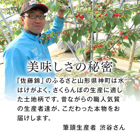 （通常）さくらんぼ職人の佐藤錦２．４ＫＧ