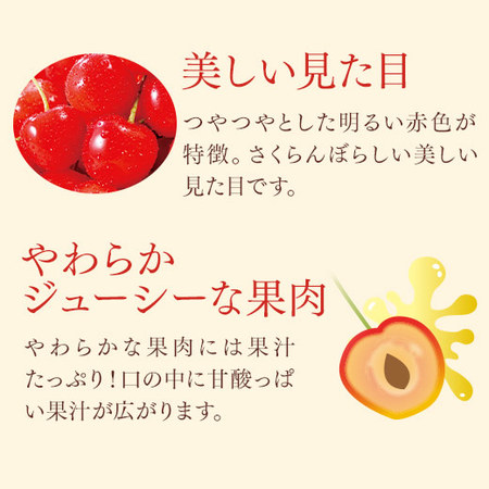 （通常）さくらんぼ職人の佐藤錦２．４ＫＧ